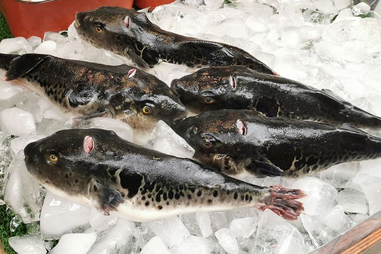 Ikan Sajian Termahal